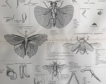 1891 Insects Original Antique Print - Coleoptera - Antenna - Hymenoptera - Lepidoptera - Vintage Wall Decor