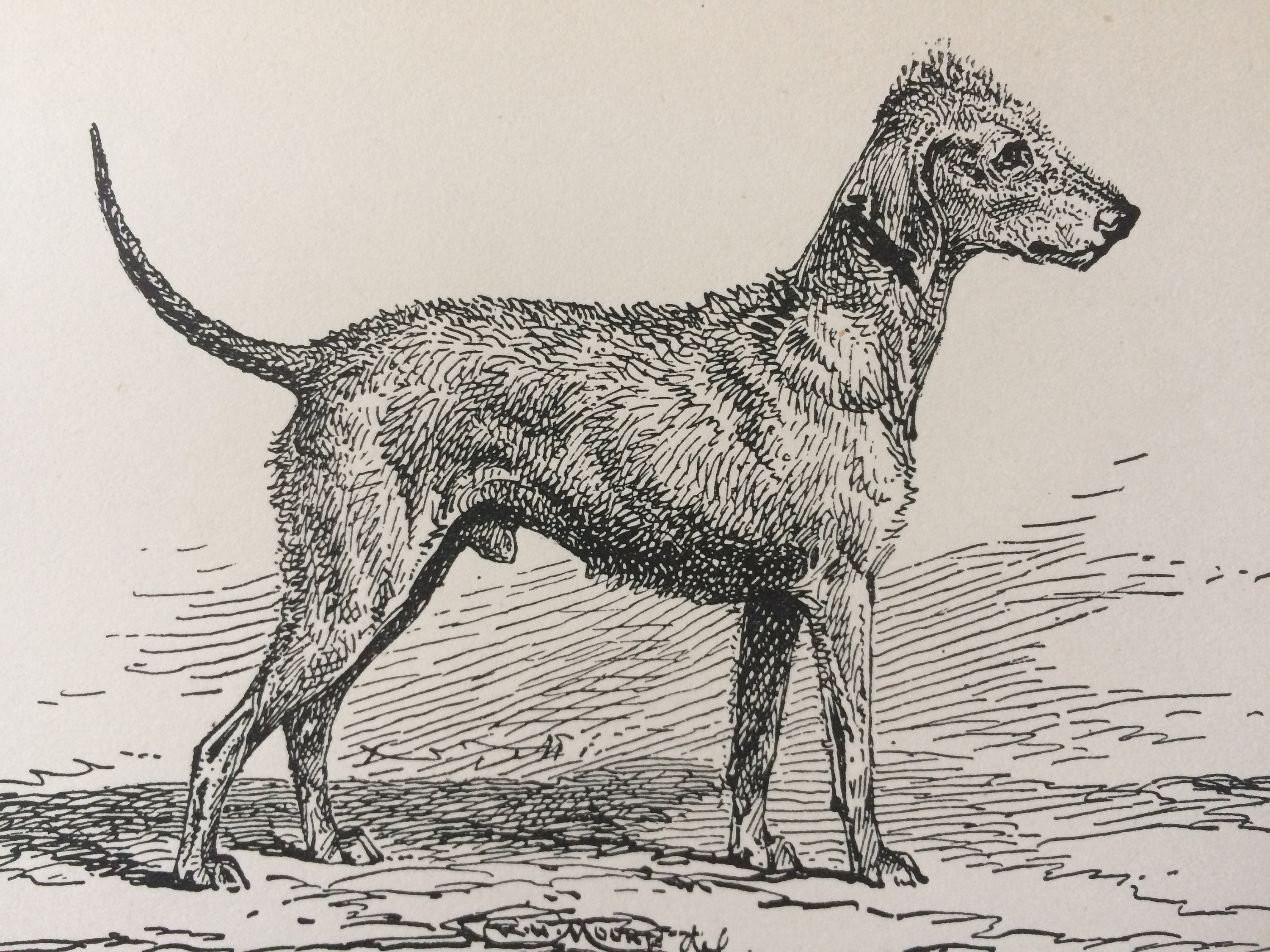1900 Bedlington Terrier Original Vintage Dog Illustration Animal Art