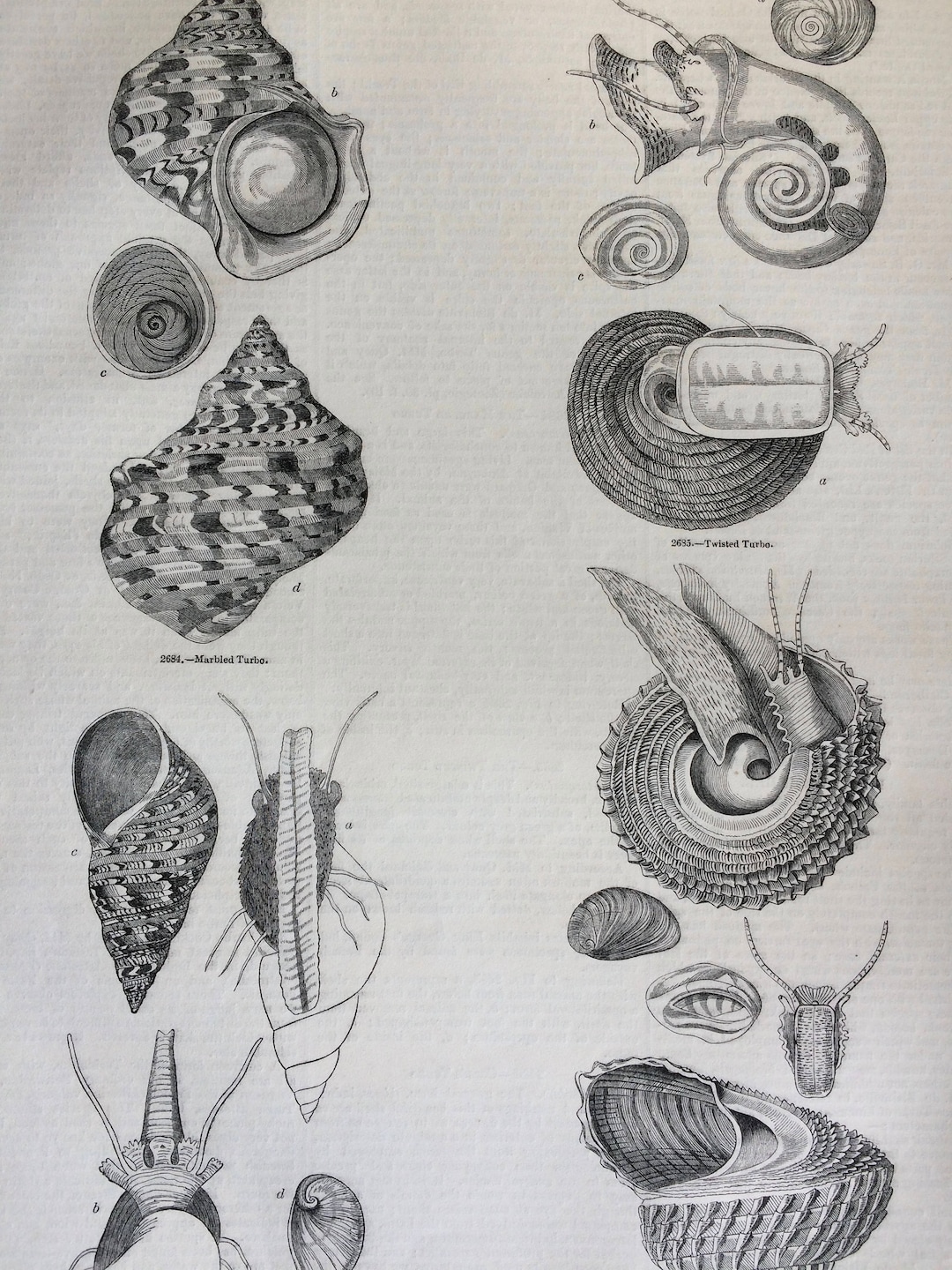 il_1080xN.1298609822_e3v5.jpg