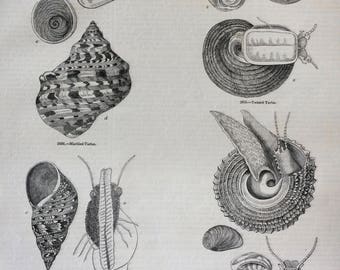 1856 Large Original Antique Sea Shell Engraving - Shellfish - Conchology - Marine Wildlife - Wall Decor - Home Decor - Marine Decor