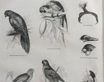 1856 Large Original Antique Bird Engraving - Macaw Skull, Parakeet Macaw, Alexandrine Parakeet, Tabuan Loriet - Ornithology - Wall Decor