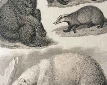 1819 American Bear, Polar Bear, Glutton and Badger Original Antique Engraving - Mounted and Matted - Mammal - Wildlife Decor - Framed