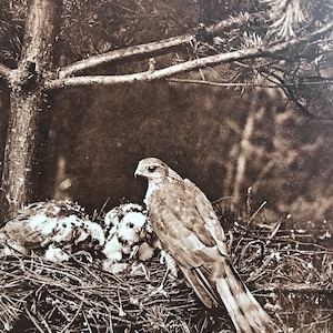 1940s Sparrow Hawk Nest Sepia photo Original Vintage Print - Mounted and Matted - Bird - Ornithology - Available Framed