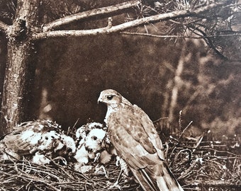 1940s Sparrow Hawk Nest Sepia photo Original Vintage Print - Mounted and Matted - Bird - Ornithology - Available Framed