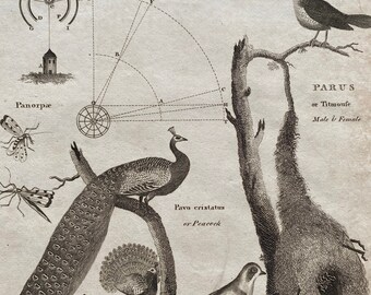 1806 Parhelion, Parallax, Titmouse, Peacock and Pangolin Original Antique Engraving - Encyclopaedia - Mounted and Matted - Available Framed