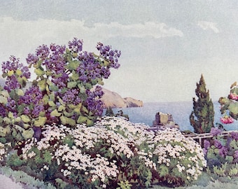 1909 Madeira - Weigandia and Daisies Original Antique Print - Botanical Art - Flower - Garden - Mounted and Matted - Available Framed