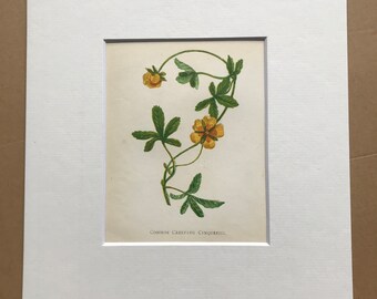1852 Original Antique Hand-Coloured Anne Pratt Botanical Illustration - Creeping Cinquefoil - Flower - Botany - Garden - Available Framed