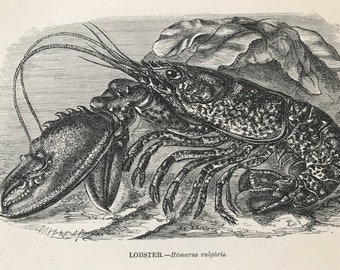 1863 Lobster Original Antique Print - Ocean Wildlife - Marine Decor - Mounted and Matted - Available Framed