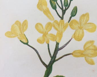 1852 Original Antique Hand-Coloured Anne Pratt Botanical Illustration - Sea Cabbage - Wild Flower - Botany - Garden - Decorative Art