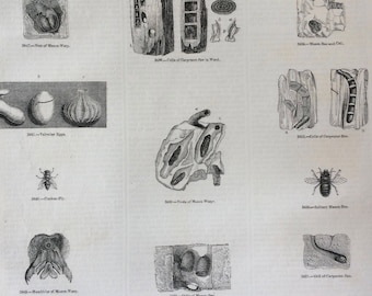 1856 Large Original Antique Insect Engraving - Mason Bee, Wasp, Termite, Cuckoo-Fly, Valvular Eggs, Gnat Egg - Entomology - Wall Decor