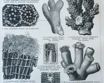 1897 Coral Original Antique Print - Mounted and Matted - Marine Wildlife - Available Framed