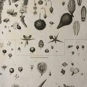 1819 Original Antique Botanical Engraving Mounted and Matted Botanical Art Flower Plant Trees and Shrubs Botany Framed image 1