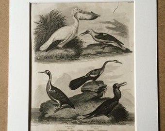 1819 Original Antique Engraving - Pelican and Darter Varieties - Marine Birds - Available Matted and Framed