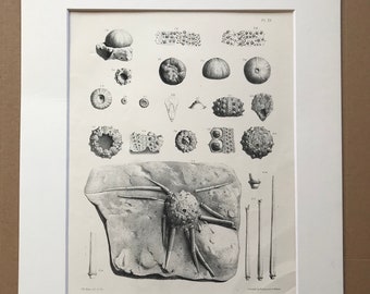 1857 Original Antique Engraving - Fossil Echinodermata of the Oolitic Formations- Palaeontology - Mounted and Matted - Available Framed