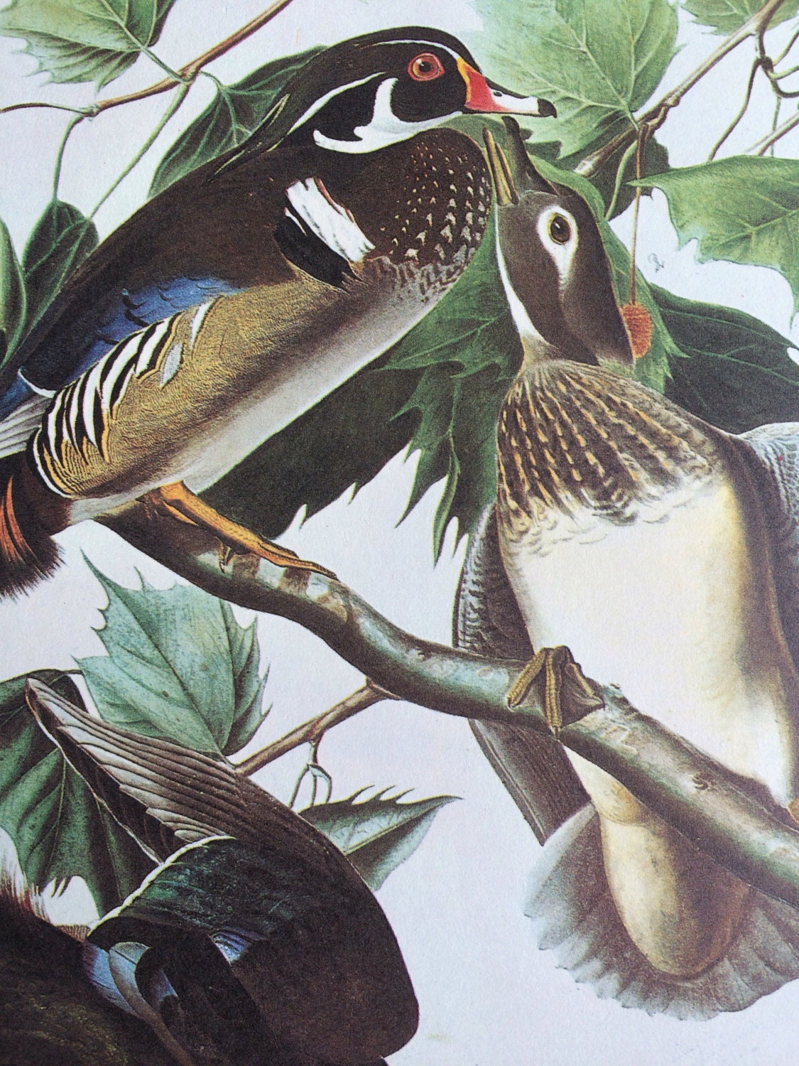 1966 Wood Duck Original Vintage Audubon Print, Available Framed 14 x 11