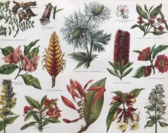 1894 Original Antique Print - Botanical Decor - Clary, Spurge, Bougainvillea, Spindle - Available Framed