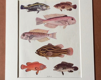 1950 Original Vintage Fish Print - Mounted and Matted - Available Framed - Tropical Fish - Marine Species - Sealife - Ocean Decor