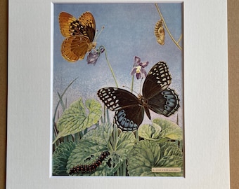 1940s Phases in the Life History of a Butterfly Original Vintage Print - Lepidoptera - Mounted and Matted - Available Framed