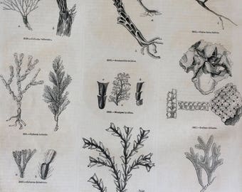 1856 Large Original Antique Engraving - Aquatic Animals - Hydrozoa - Marine Species - Marine Wildlife - Marine Biology - Marine Wall Decor