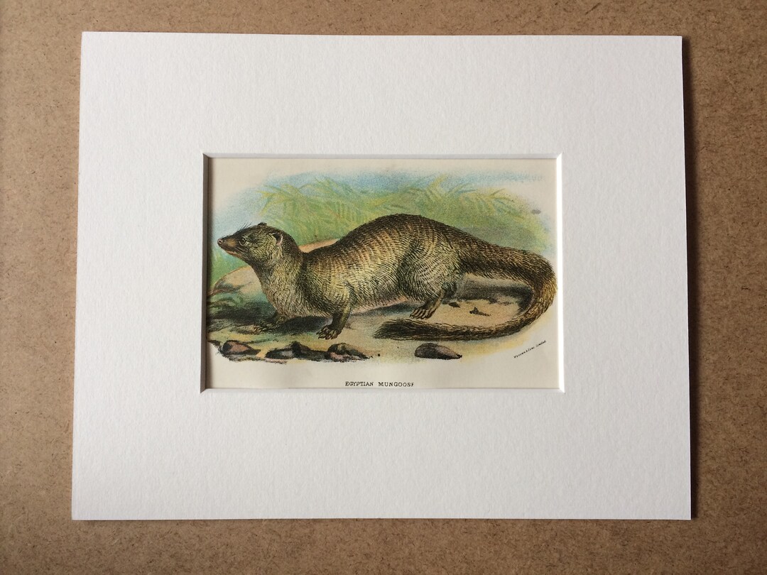 1896 Mangosta egipcia Original Cromolitografía antigua Vida Etsy España
