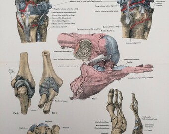 1920 Large Original Vintage Anatomical Illustration - Synovial Membranes of the Knee and Elbow - Anatomy - Science - Medical Decor