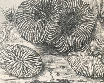 1863 Coral Original Antique Print - Fish - Ocean Wildlife - Marine Decor - Mounted and Matted - Available Framed