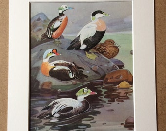 1968 Original Vintage Bird Print - Mounted and Matted - Eider Duck Species - Ornithology - Available Framed