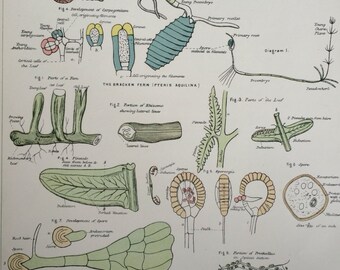 1881 Chara Original Antique Biology Print  - Science - Biology - Dissection - Available Framed