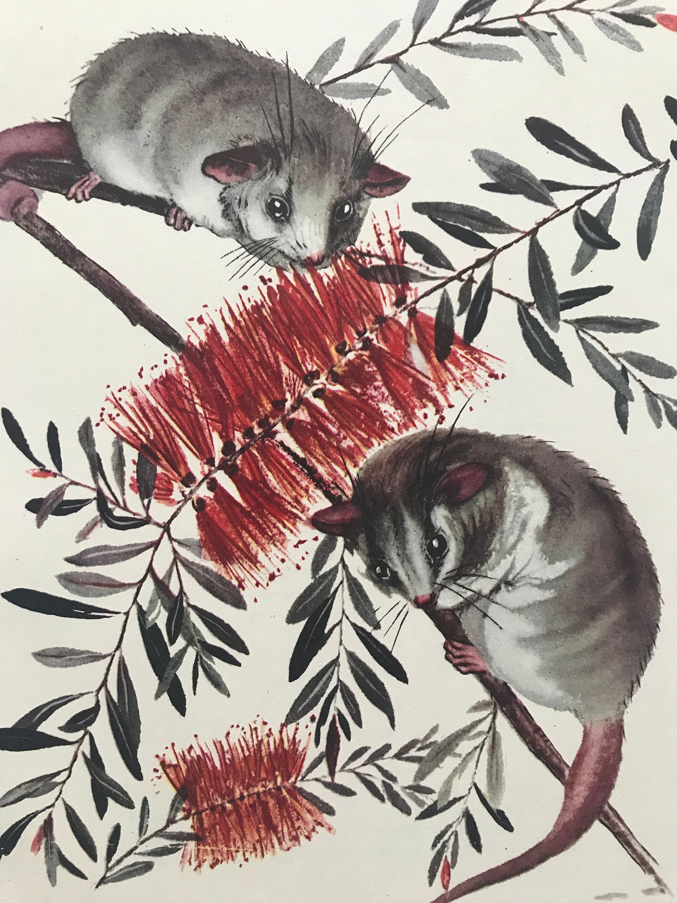 1956 Dormouse Possum Original Vintage Illustration Australia Wildlife Decor Mounted And Matted Available Framed