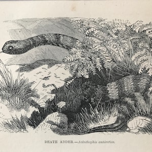 May include: A detailed monochrome illustration of a Death Adder snake, Acanthophis antarctica, in its natural environment. The snake, with its patterned body, is partially hidden amongst foliage and rocks. The text "DEATH ADDER - Acanthophis antarctica" is at the bottom.