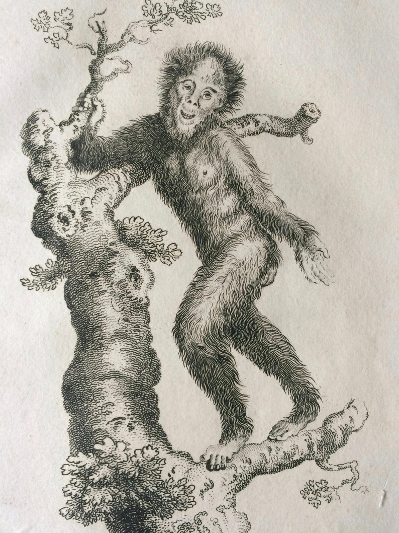 Primate Zoology Available Framed Natural History 1800 Orang-utan Original Antique Engraving