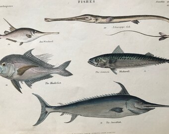 1862 Fishes Original Antique Hand-Coloured Engraving - Swordfish, Mackerel, Tobacco pipe fish, Sea Woodcock, The Blackfoot