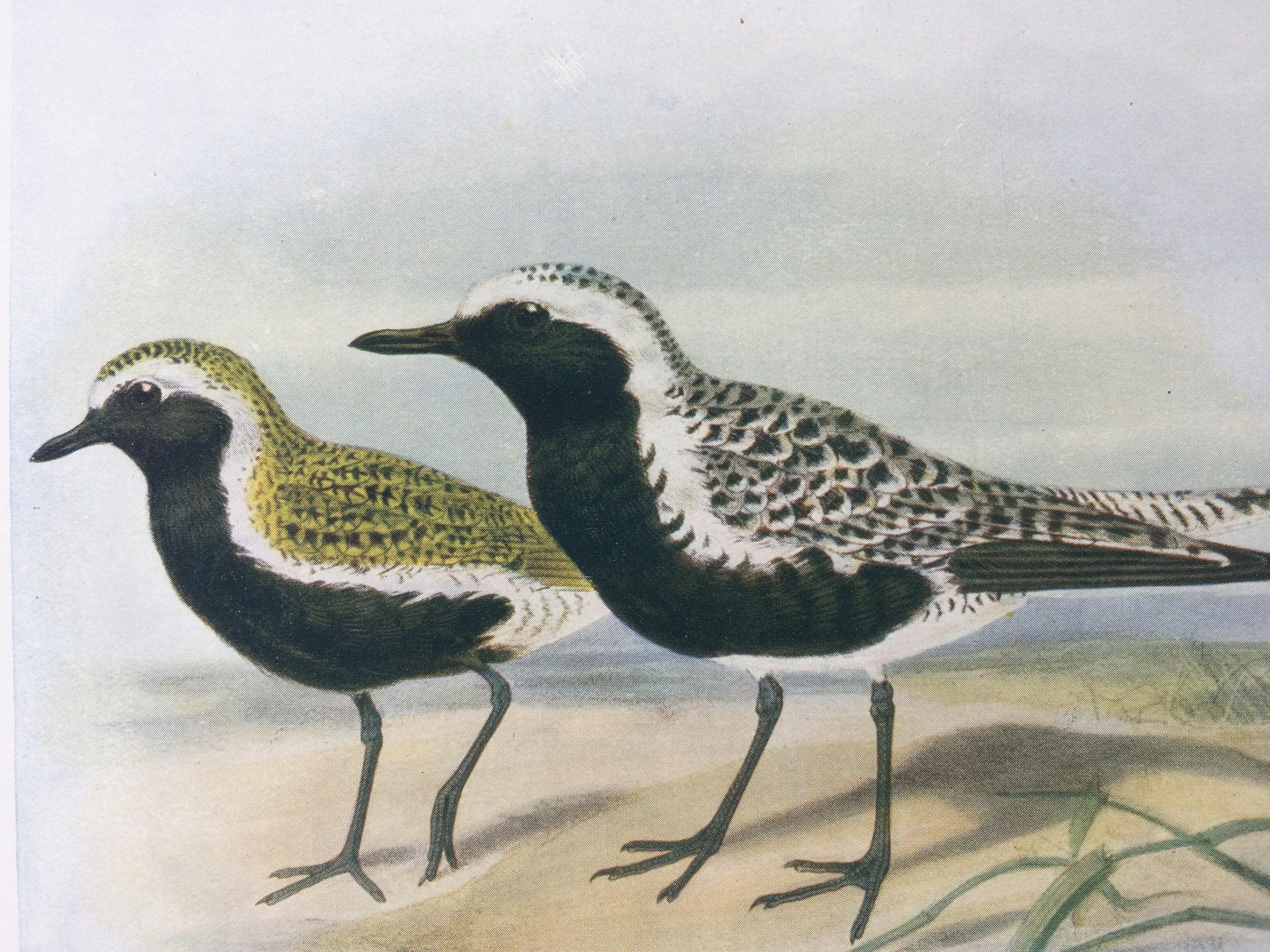 1907 Plover Original Antique Lithograph Ornithology Bird Art