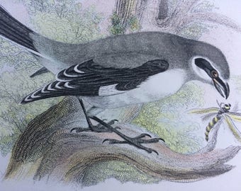 1896 GREAT GREY SHRIKE Original Antique Chromolithograph - Bird - Ornithology - Mounted and Matted - Wall Decor - Decorative Print