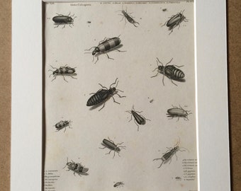 1819 Beetles Original Antique Engraving - Vintage Insect Art - Coleoptera - Entomology - Available Matted and Framed
