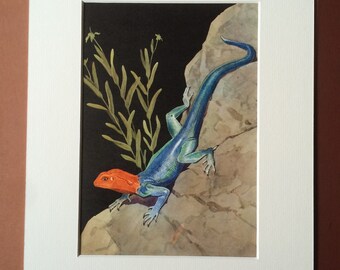 1968 Colourful Vintage Agama Print - Reptile - Mounted and Matted - Available Framed - Namib Rock Agama