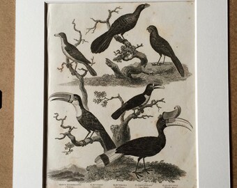 1819 Original Antique Engraving - Ornithology - Toucan, Hornbill, Beefeater, Ani Bird and Wattle Bird - Available Matted and Framed