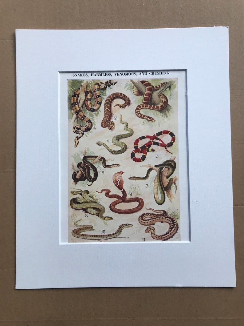 40er Jahre Schlangen Harmlos, gift und zerdrückend Original Vintage Druck montiert und mattiert Herpetologie Reptil Verfügbar gerahmt Bild 2