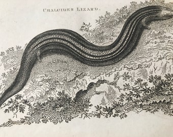 1802 Chalcides Lizard Original Antique Engraving - Natural History - Zoology - Reptile - Available Matted and Framed
