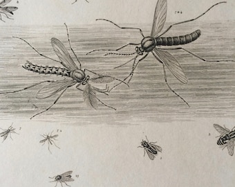 1819 Original Antique Engraving - Vintage Insect Art - Diptera - Bug - Lepidoptera - Entomology - Available Matted and Framed