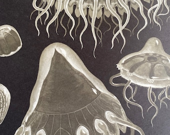 1968 Original Vintage Print - Hydrozoa - Jellyfish - Mounted and Matted - Available Framed