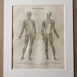 1897 Muscles of Man Original Antique Print - Available Framed - Anatomy ...