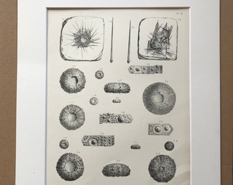 1857 Original Antique Engraving - Fossil Echinodermata of the Oolitic Formations- Palaeontology - Mounted and Matted - Available Framed