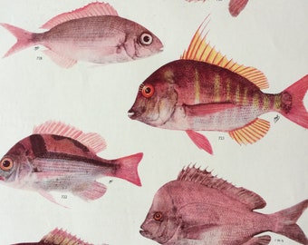 1950 Original Vintage Fish Print - Mounted and Matted - Available Framed - Tropical Fish - Marine Species - Sealife - Ocean Decor