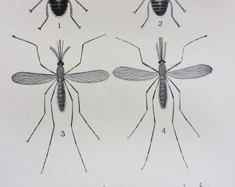 1920s Original Antique Matted Anatomical Print - Infection-Carrying Insects - Tse-Tse Flies, Mosquitoes and Ticks - Insects