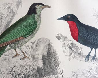 1852 Original Antique Hand-Coloured Engraving - Araponga Summer Bird & Red-Breasted Fruit Crow - Ornithology - Bird Art - Decorative Print