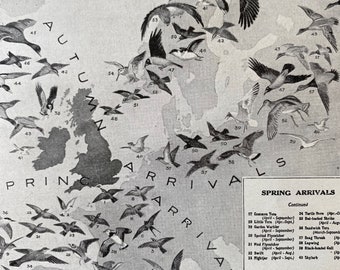 1940s Migration of Birds Original Vintage Print - Ornithology - Bird Art - Mounted and Matted - Available Framed