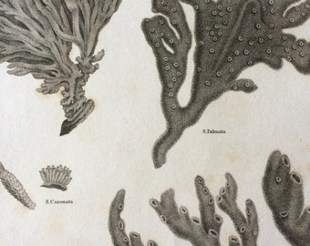 1819 Zoophyte Original Antique Engraving - Available Mounted and Matted - Marine Wildlife - Ocean Decor - Coral - Framed