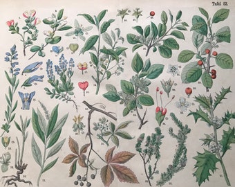 1880 Large Original Antique Botanical Lithograph - Botanical Print - Botany - Plants - Botanical Art - Wall Decor - Milkwort