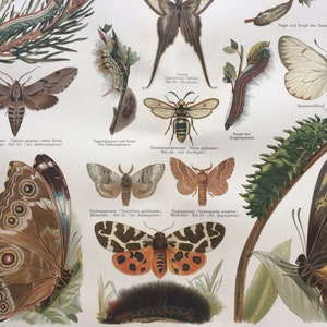 1897 Schmetterlinge Original antiker Druck - Gerahmt erhältlich - Insekt - Lepidoptera - Entomologie - Vintage Wanddekoration